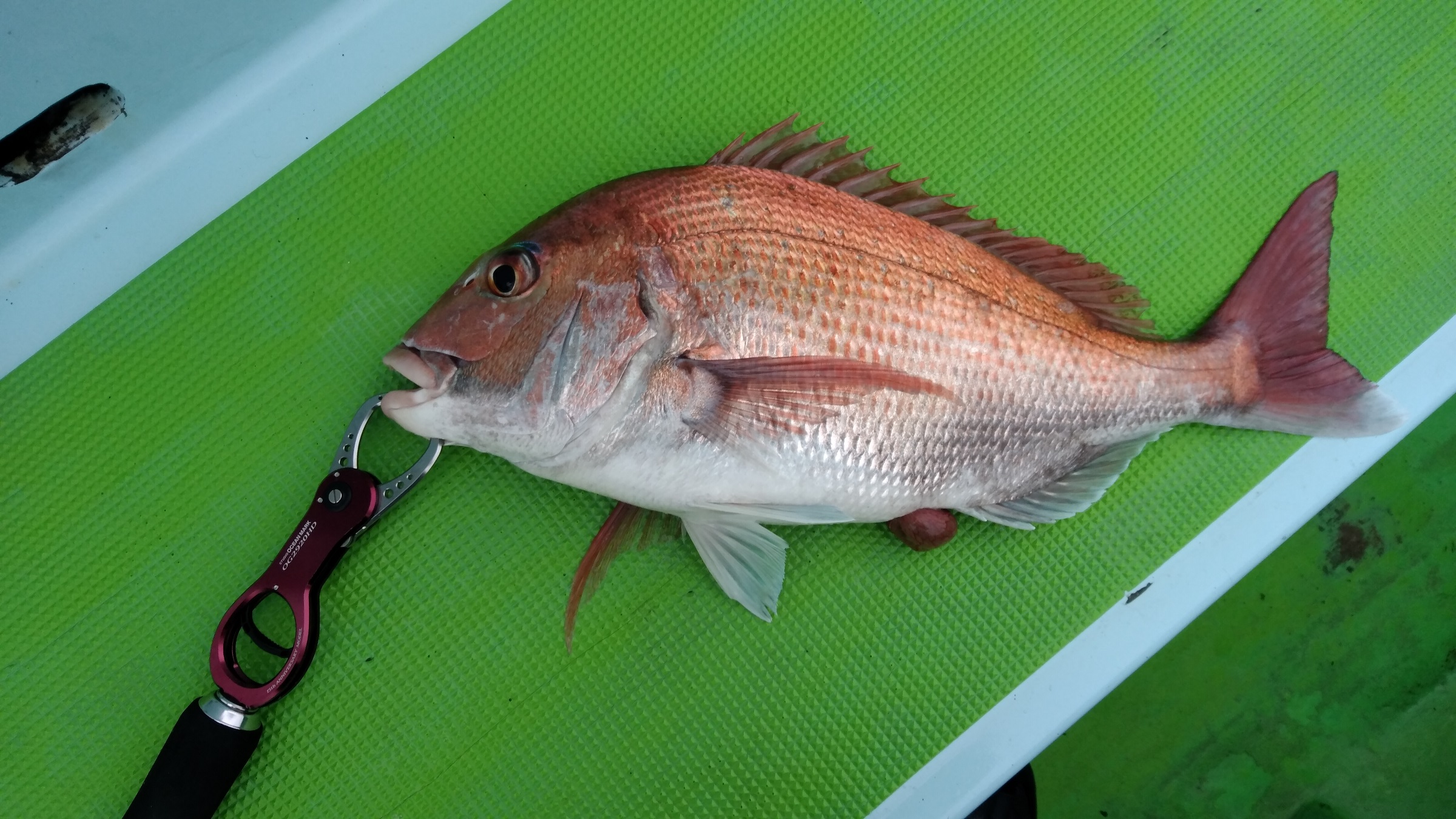 タイラバ 巻く速度について デッドスローの有効性等 日本の釣りにしらしんけん ジギング タイラバ 船釣り タックルインプレ等 タイラバ 巻く速度について デッドスローの有効性等 日本の釣りにしらしんけん ジギング タイラバ 船釣り タックルインプレ等