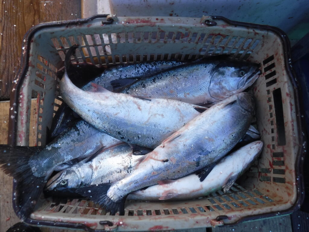 【北海道　サクラマス　バケ釣り】　Xデーに遭遇、船中入れ食い状態で早期に定数を達成